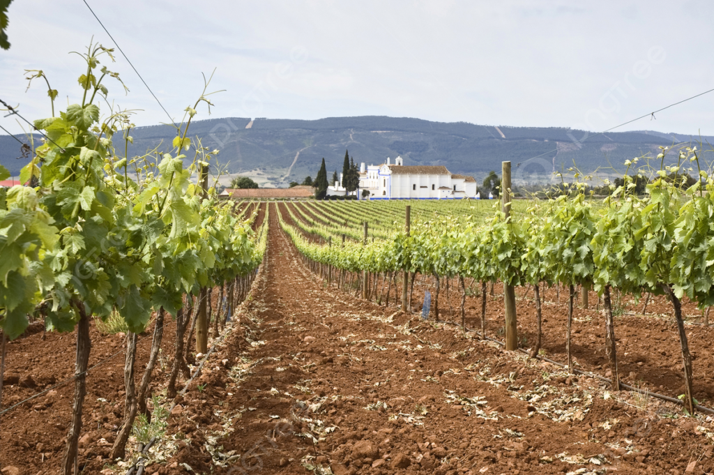 LA GUÍA COMPLETA DEL ENOTURISMO EN PORTUGAL