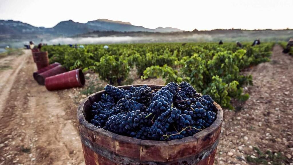 TIPOS DE VINO EN RIOJA