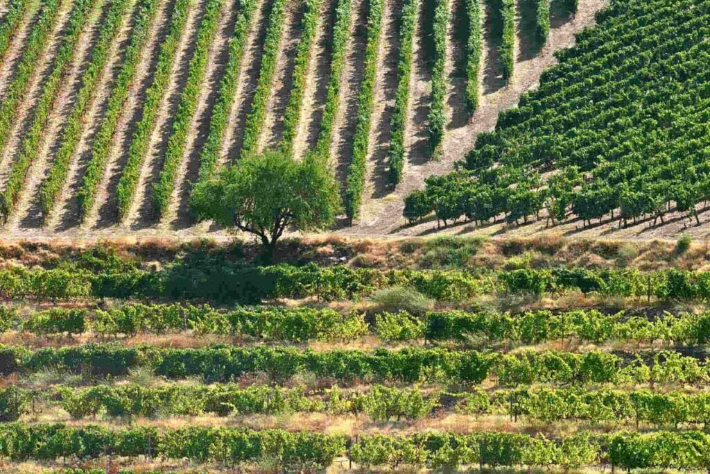 LA GUÍA COMPLETA DEL ENOTURISMO EN PORTUGAL