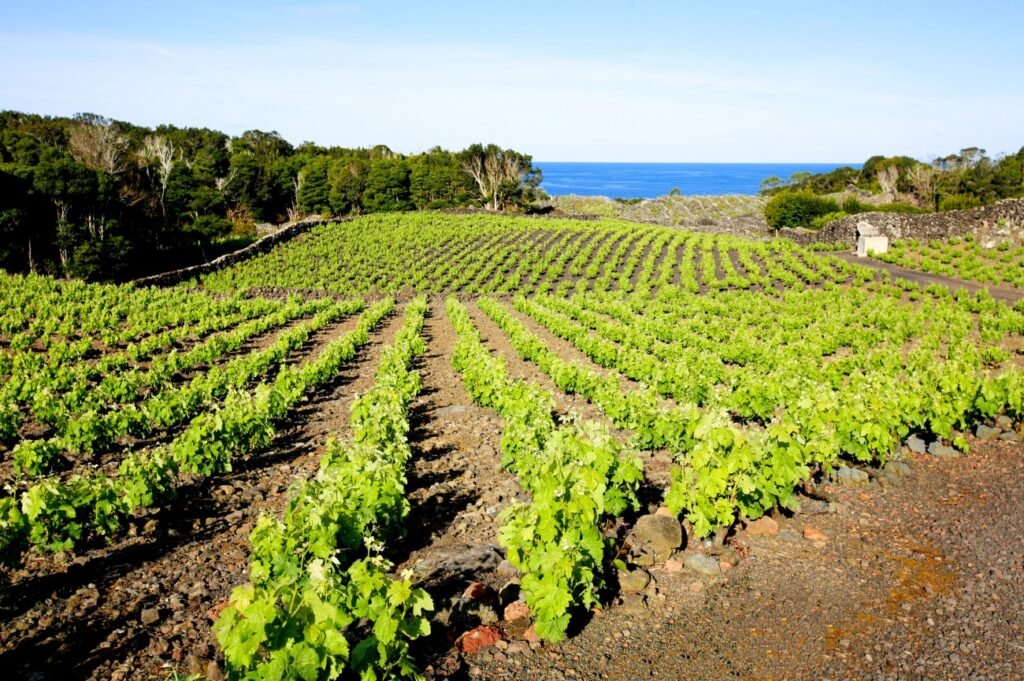 LA GUÍA COMPLETA DEL ENOTURISMO EN PORTUGAL