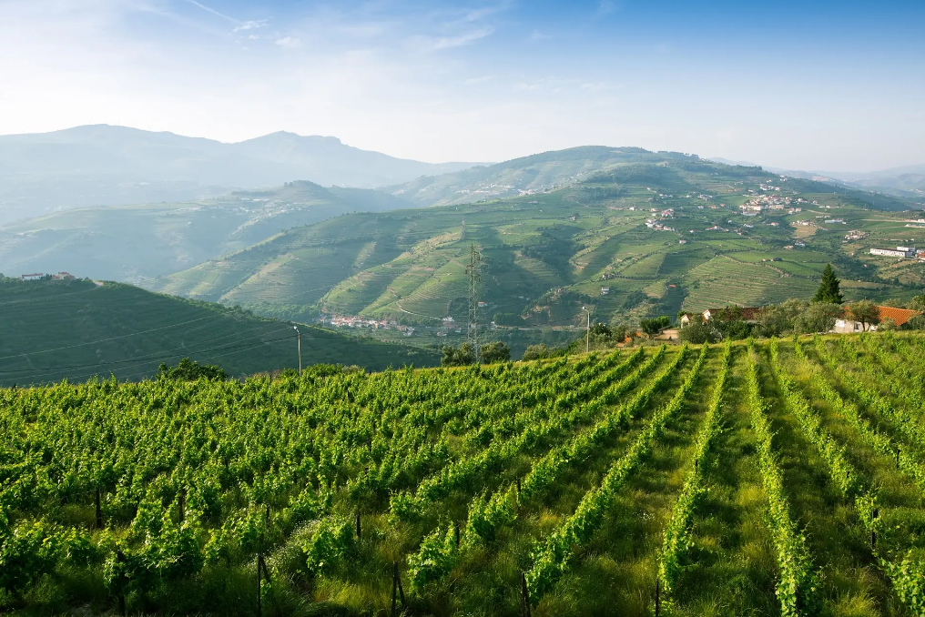 LA GUÍA COMPLETA DEL ENOTURISMO EN PORTUGAL